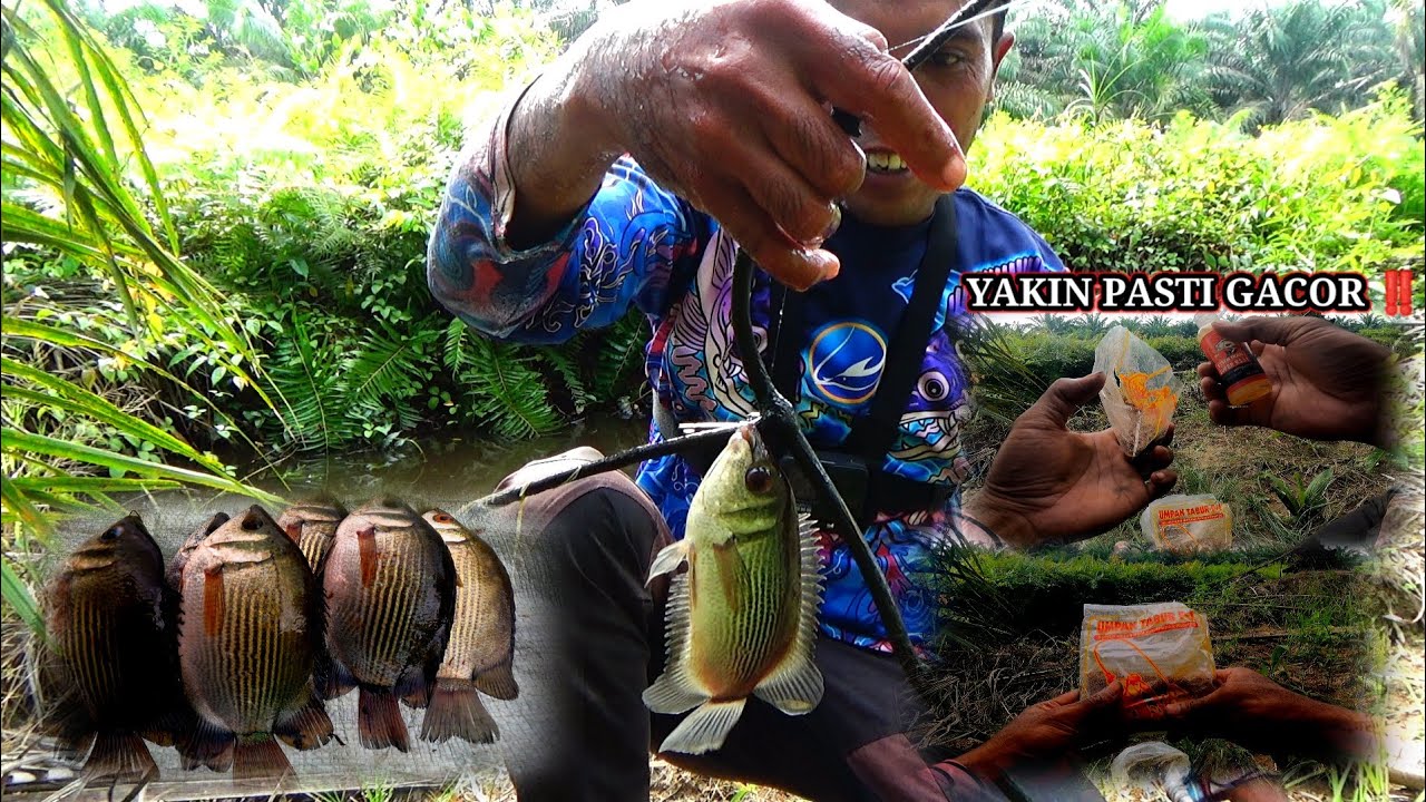 Perpaduan tiga ramuan umpan ini mancing ikan tembakang dan sepat siam pasti gacor