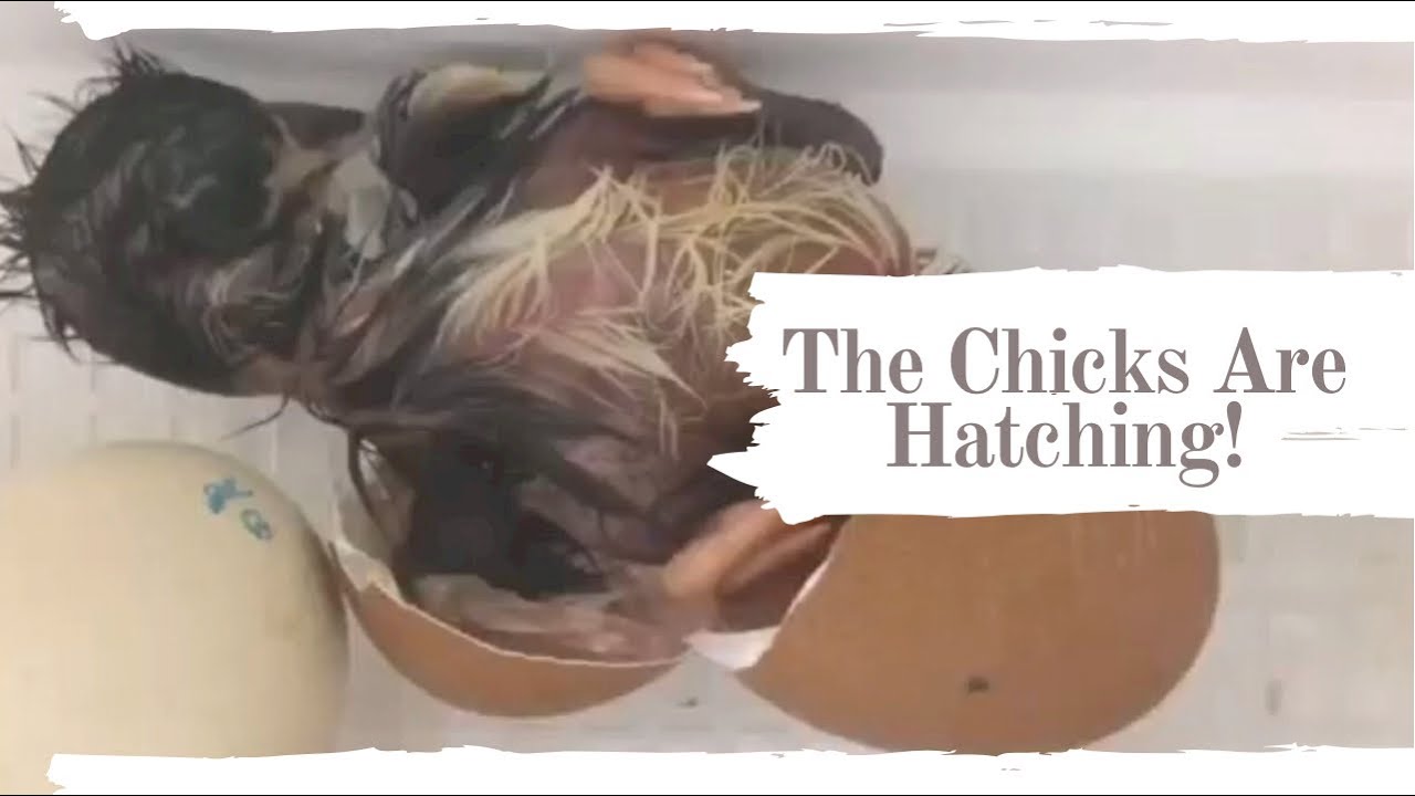 Time Lapse Of Chicks Hatching