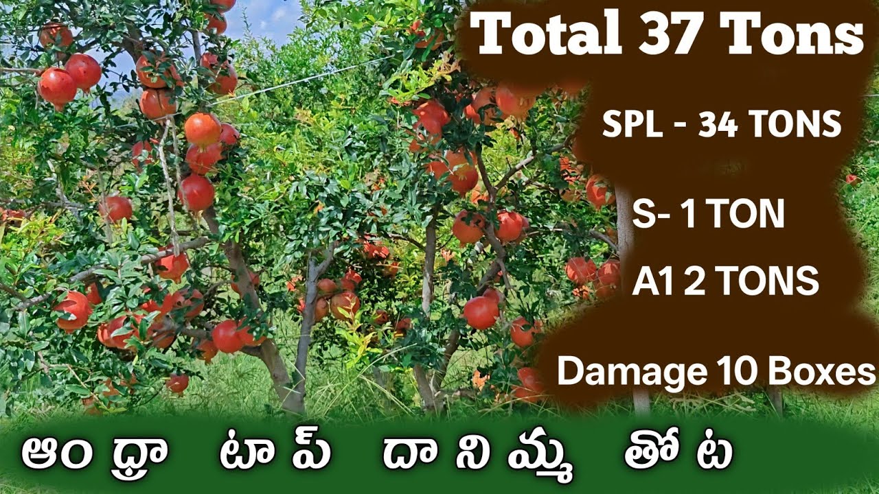 Andra Top Size #pomegranate Plot | ఆంధ్రా టాప్ దానిమ్మ తోట Agri Solutions Telugu Successful Farmer