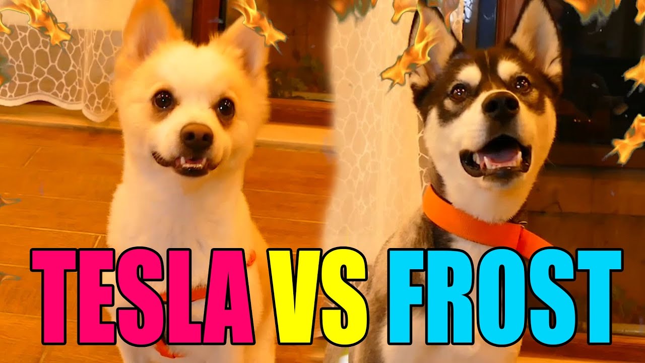 🐾 Can Dostlarımız Kapışıyor 🐶 [ Tesla vs Frost ] /w Gitaristv /w Buse Duygu