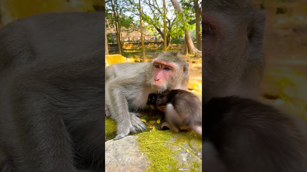 Emotional Scene Of A Newborn Monkey Searching For Comfort #cutemonkey #animals #cute #monkey