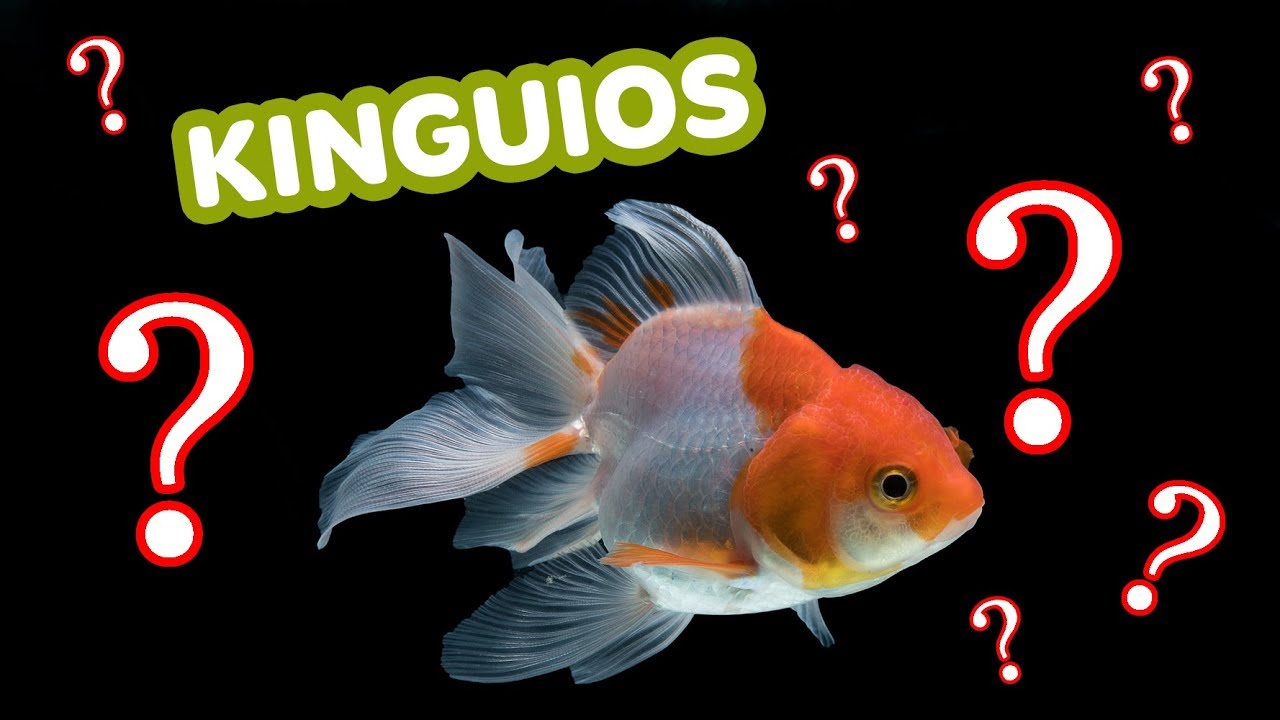3 espécies compatíveis com KINGUIOS!