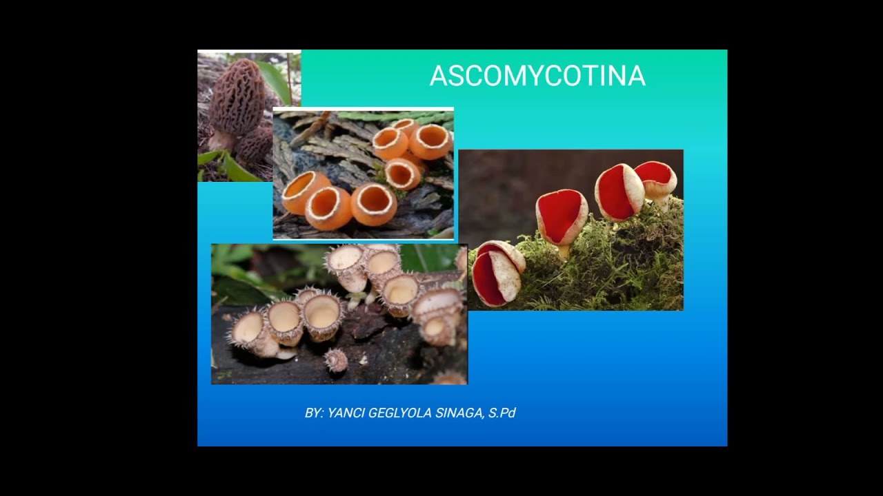 ascomycota