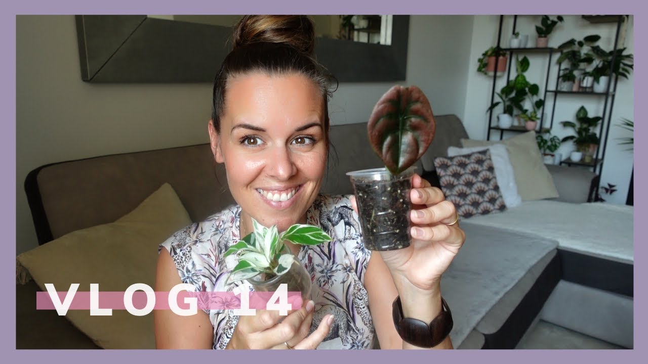 Evolution bulbilles alocasia et résumé de l'été | Vlog 14 |