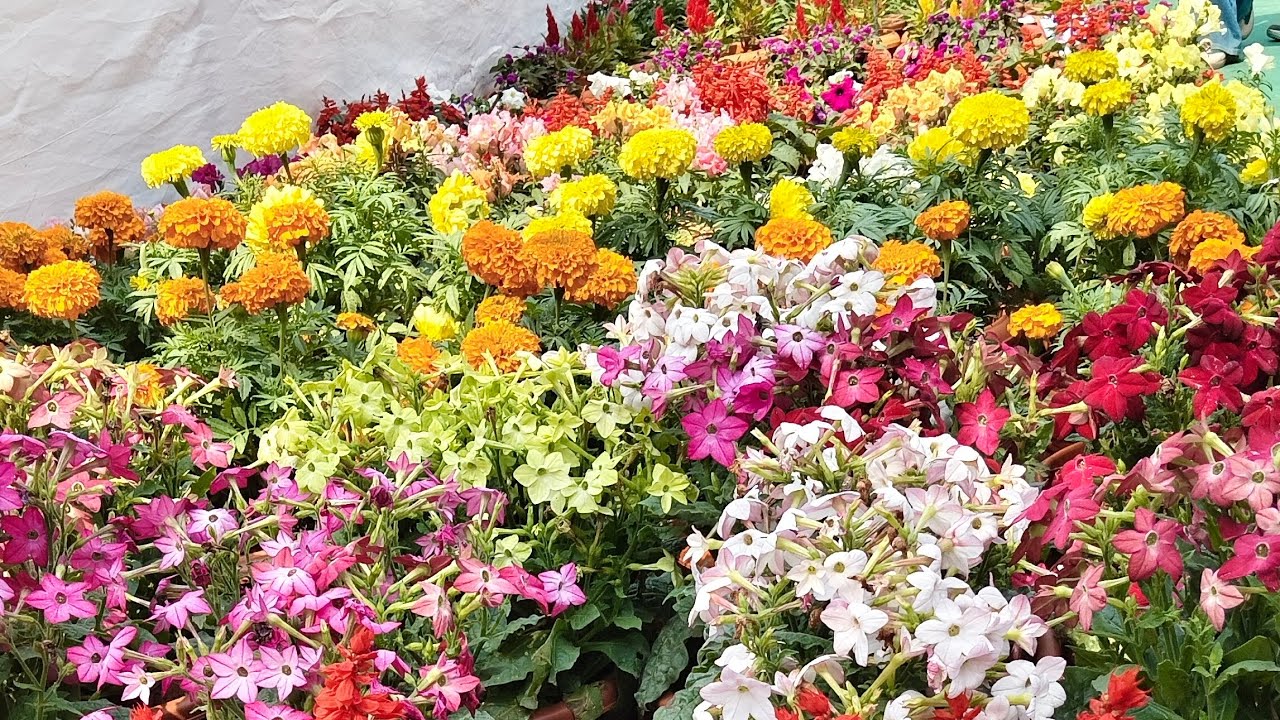 Plant exibition 💐🌹💝