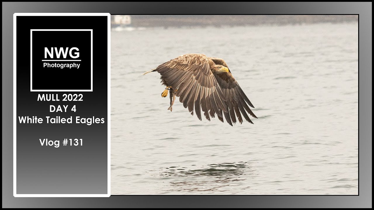 MULL 2022 - DAY 4 - White Tailed Eagles - Wildlife Photography - Vlog 