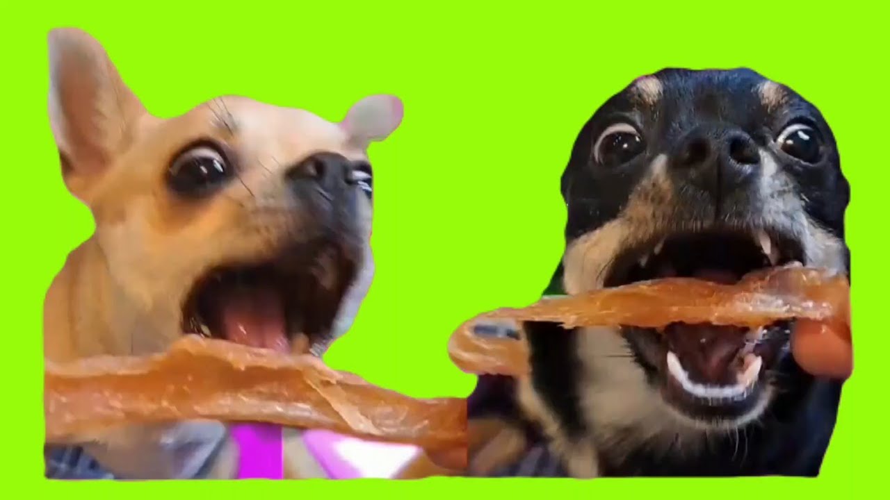 Three Chis and me is live! #live #dog #animals