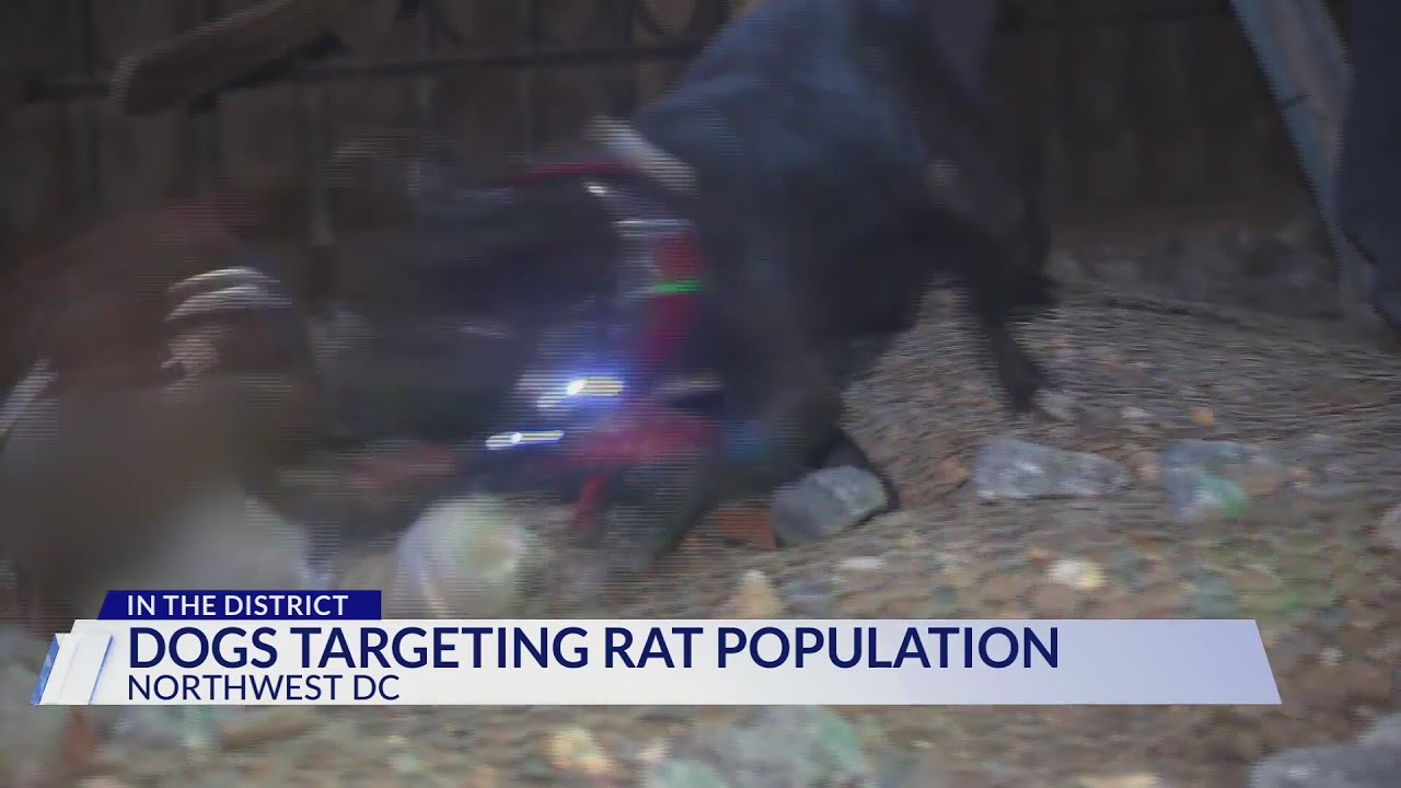 Dogs targeting rat population in DC