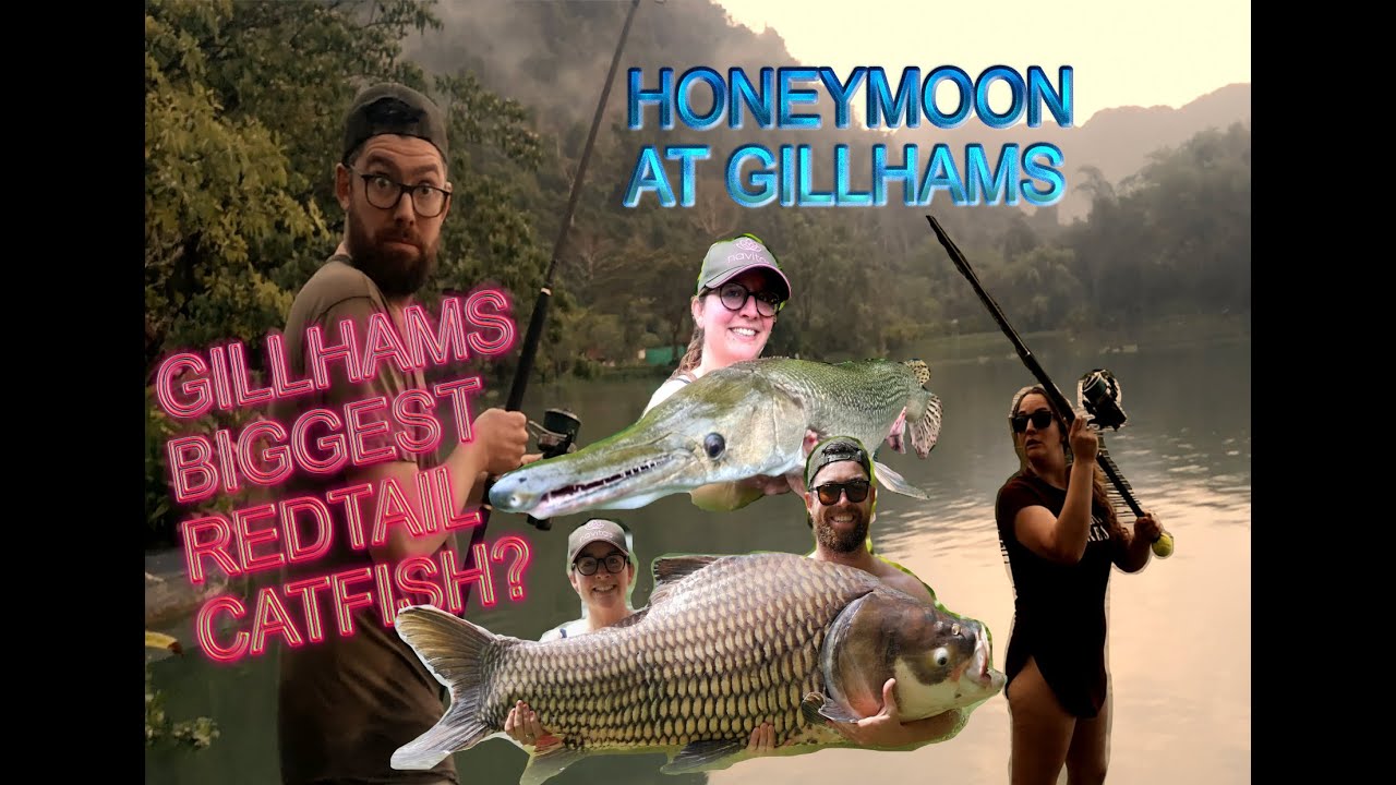 Gillhams Fishery Thailand: February 2022 - The Honeymoon Session (GILLHAMS BIGGEST REDTAIL?)