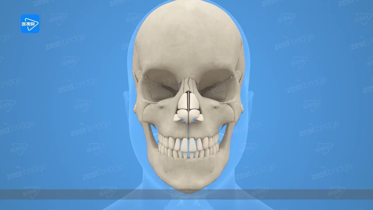【Anatomical Horizon】Skull  【解剖视界】颅骨