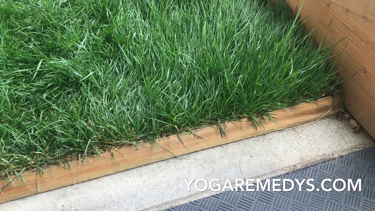 Real Grass On Concrete, it can be done - Sod salvaged from home depot dumpster. 🙌