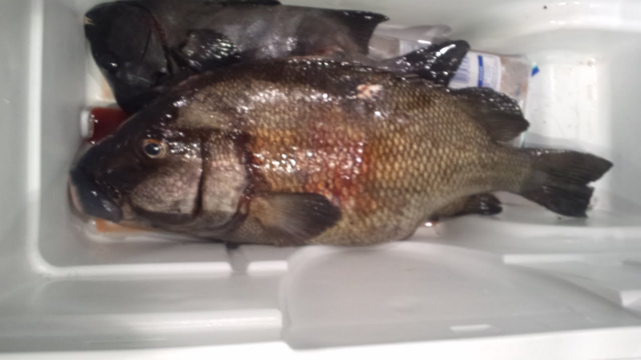 Grunt and striped beakfish  spearfishing in Japan