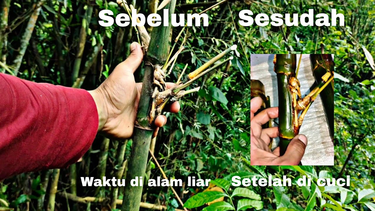 DAPAT BAMBU UNIK PETUK JALU DAN JENIS BAMBU UNIK LANGKA DI PESISIR SUNGAI TEMPAT ANGKER