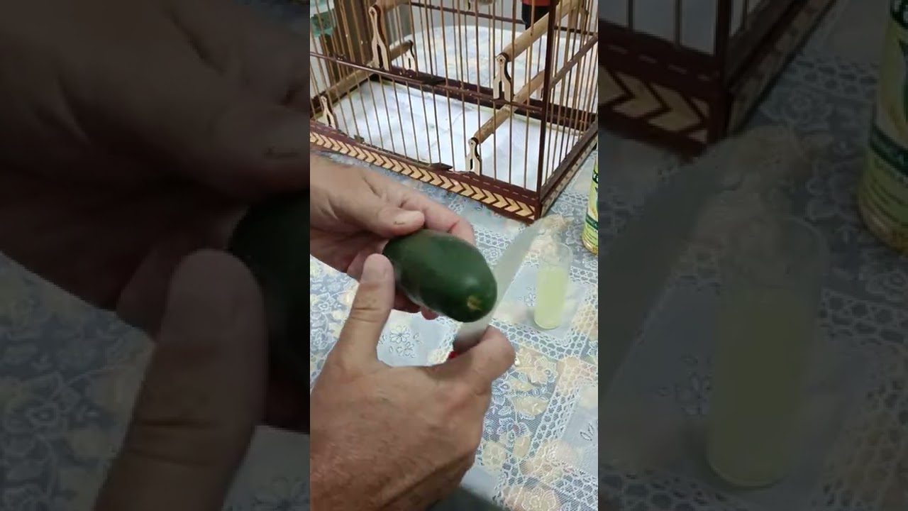 tratamento de peito seco 3 Dia