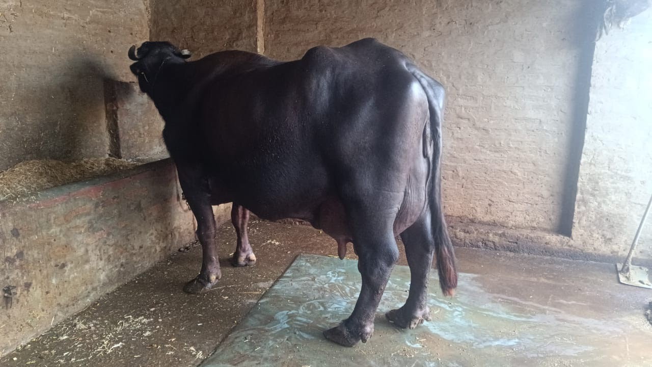 SIDAK Dairy farming is live