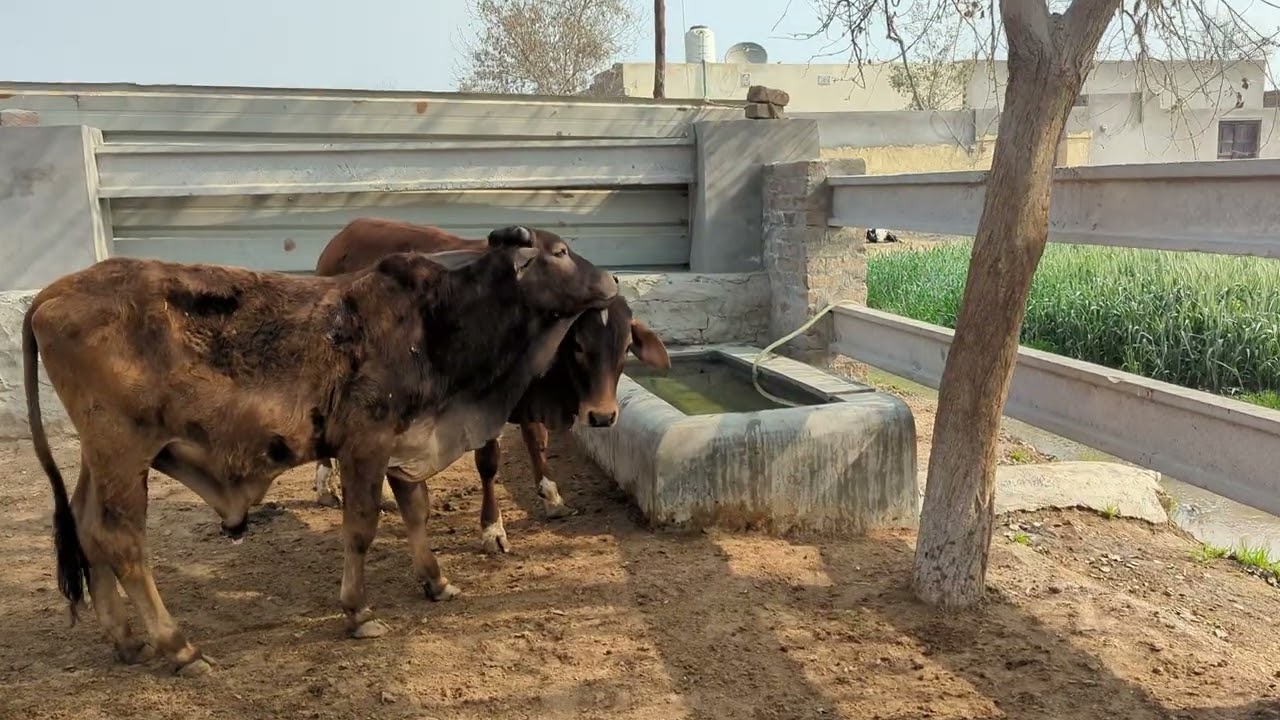 Wanday sy Allo ki trf#farming #villagelife #viral #animals #foryou #youtube #views 
