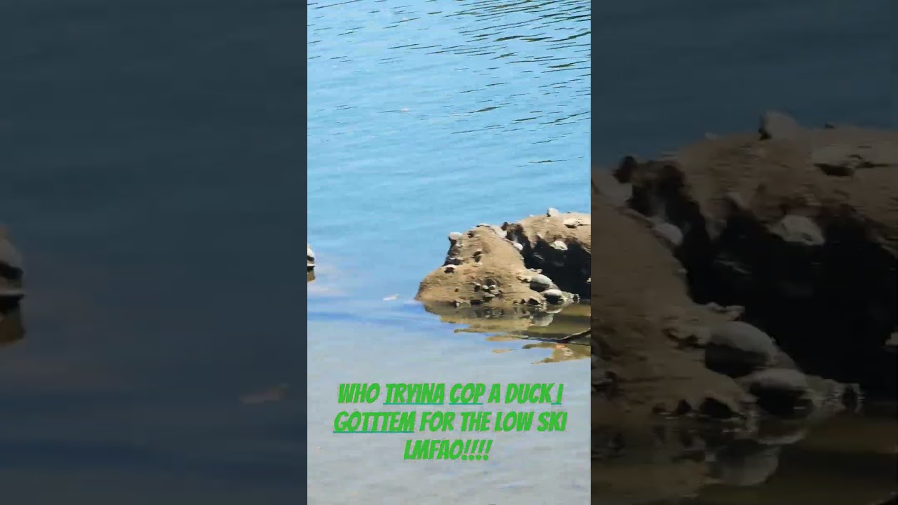 u tryn to buy a duck? #duckforsale #gottemforthelow #jk