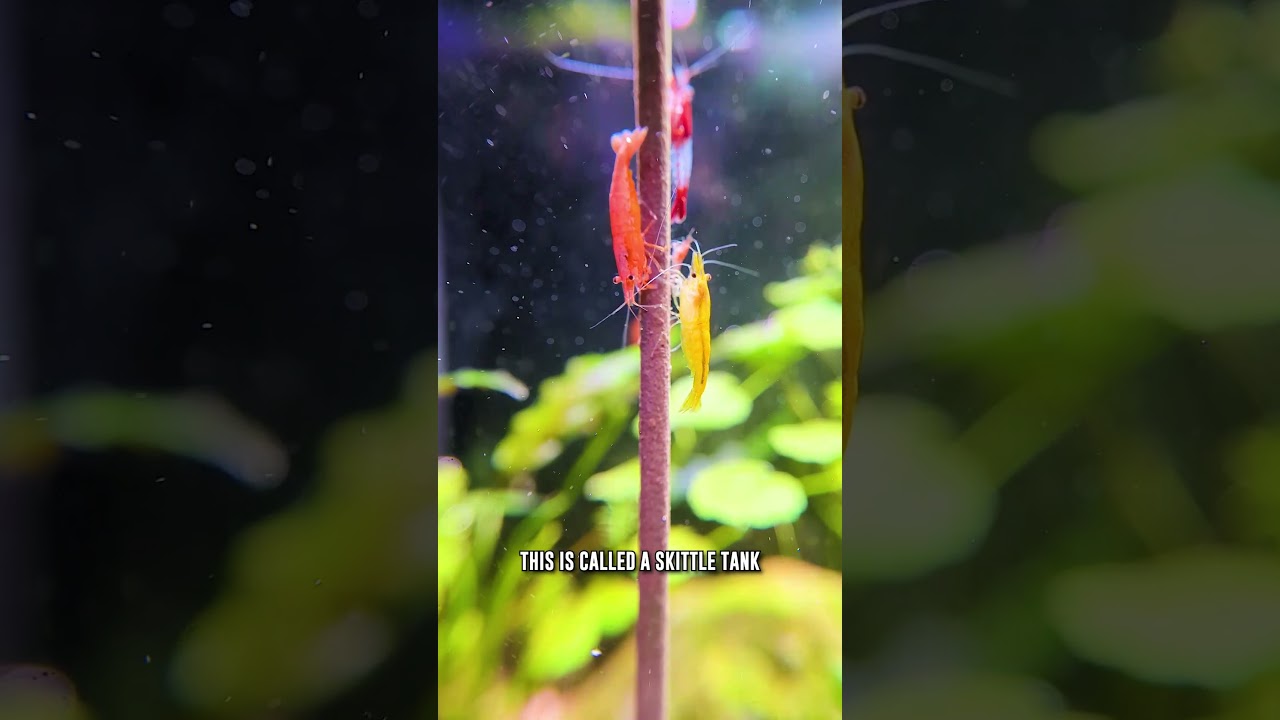 Могут ли креветки Neocaridina разного цвета жить в одном аквариуме?