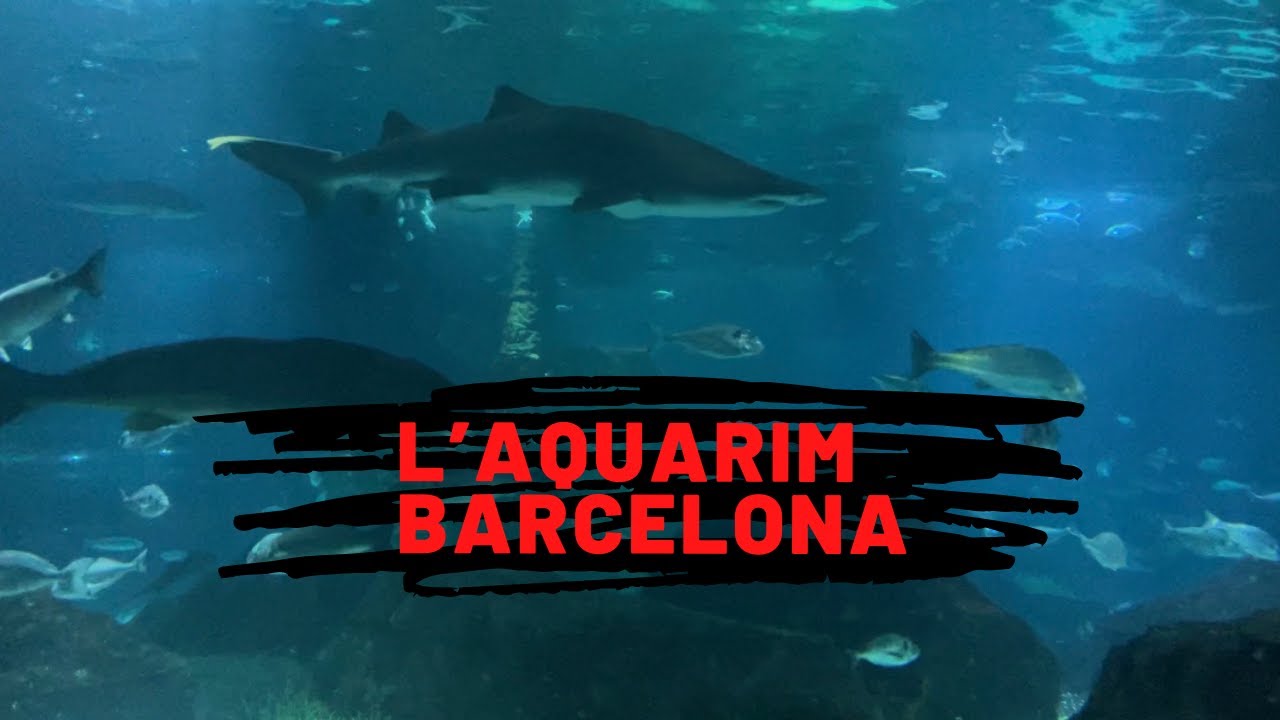 L’ Aquarium Barcelona 2022 [ 4K ]🇪🇸