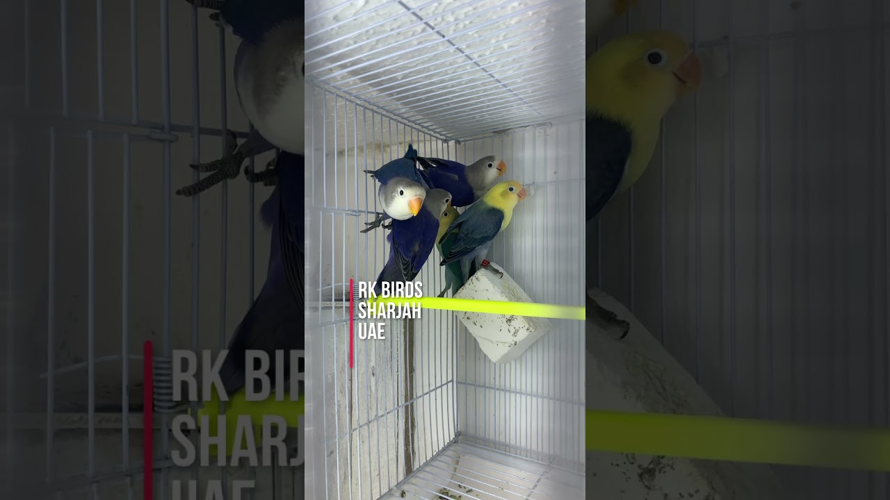 Split Dun fallow Fischer lovebirds