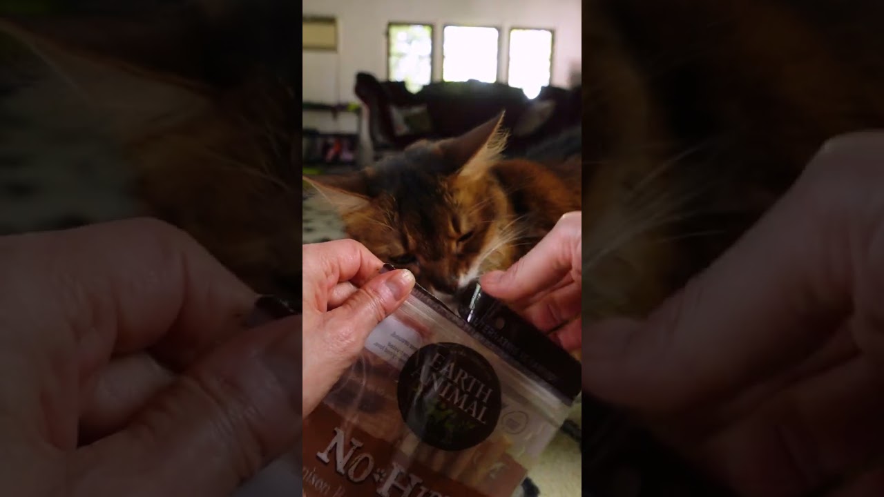 Summer&rsquo;s Cat Treat Review - Chew Sticks for Cats? 🙀 #shorts