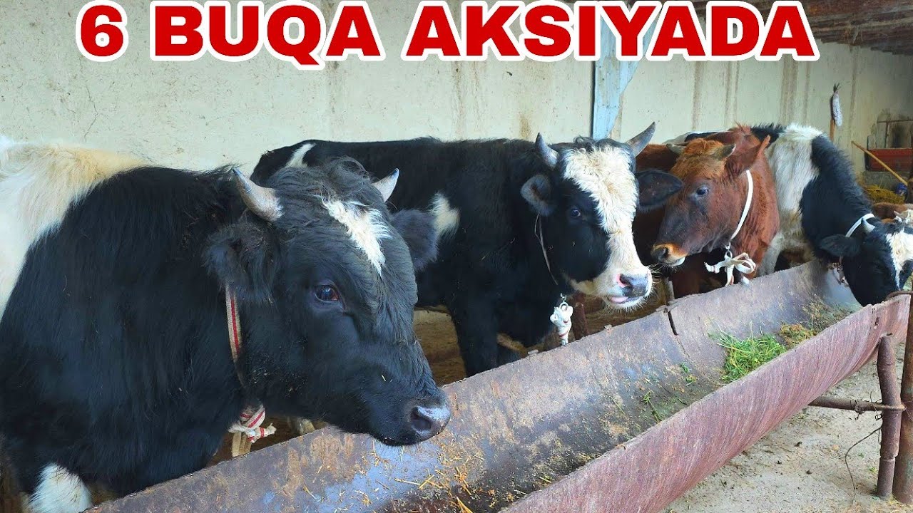 Ulug'bek akadan bugun yangi partiyadan 6 dona aksiyaga tushdi❗️3-fevral, 2026