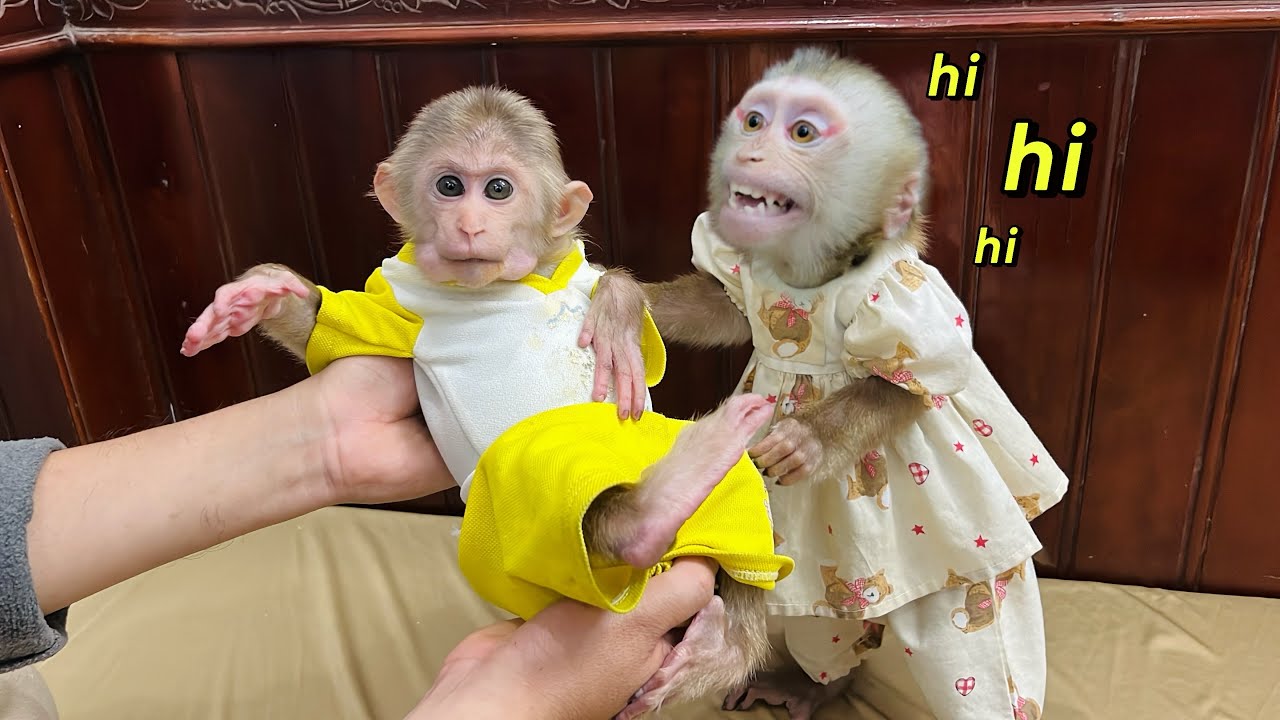 Baby monkey Tina happily welcomed monkey Xuka back home with a bright, radiant smile.