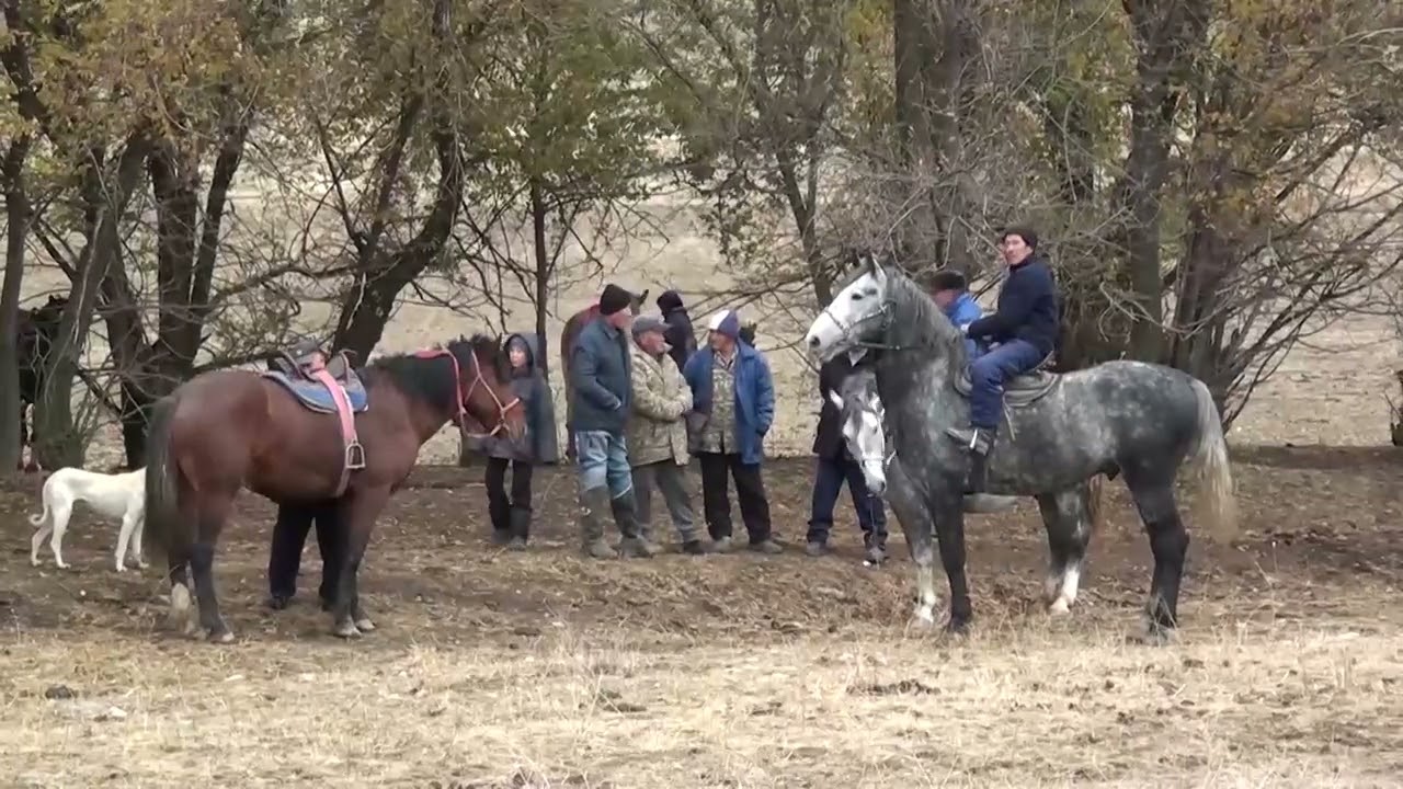 Төлеби ауданы қайнар ауылы Жаныс Арманның көкпары