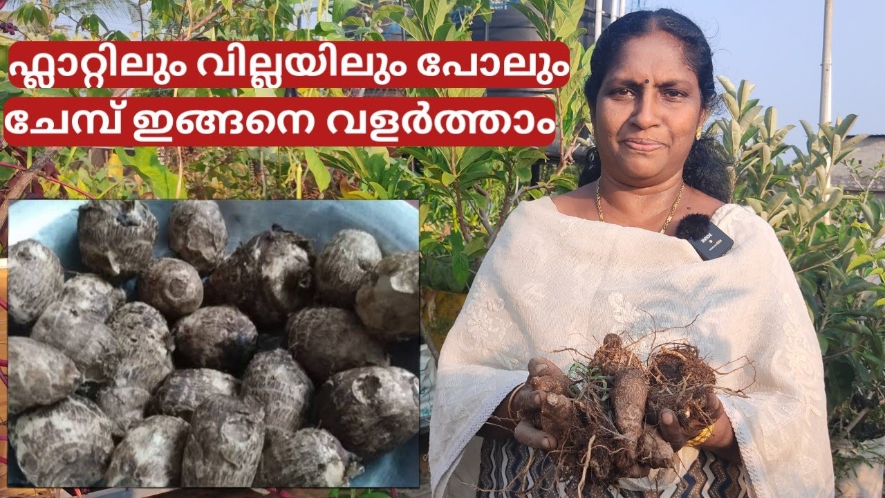 ചേമ്പ് കൃഷിയും വിളവെടുപ്പും | Harvesting chemp from container on terrace | Malayalam