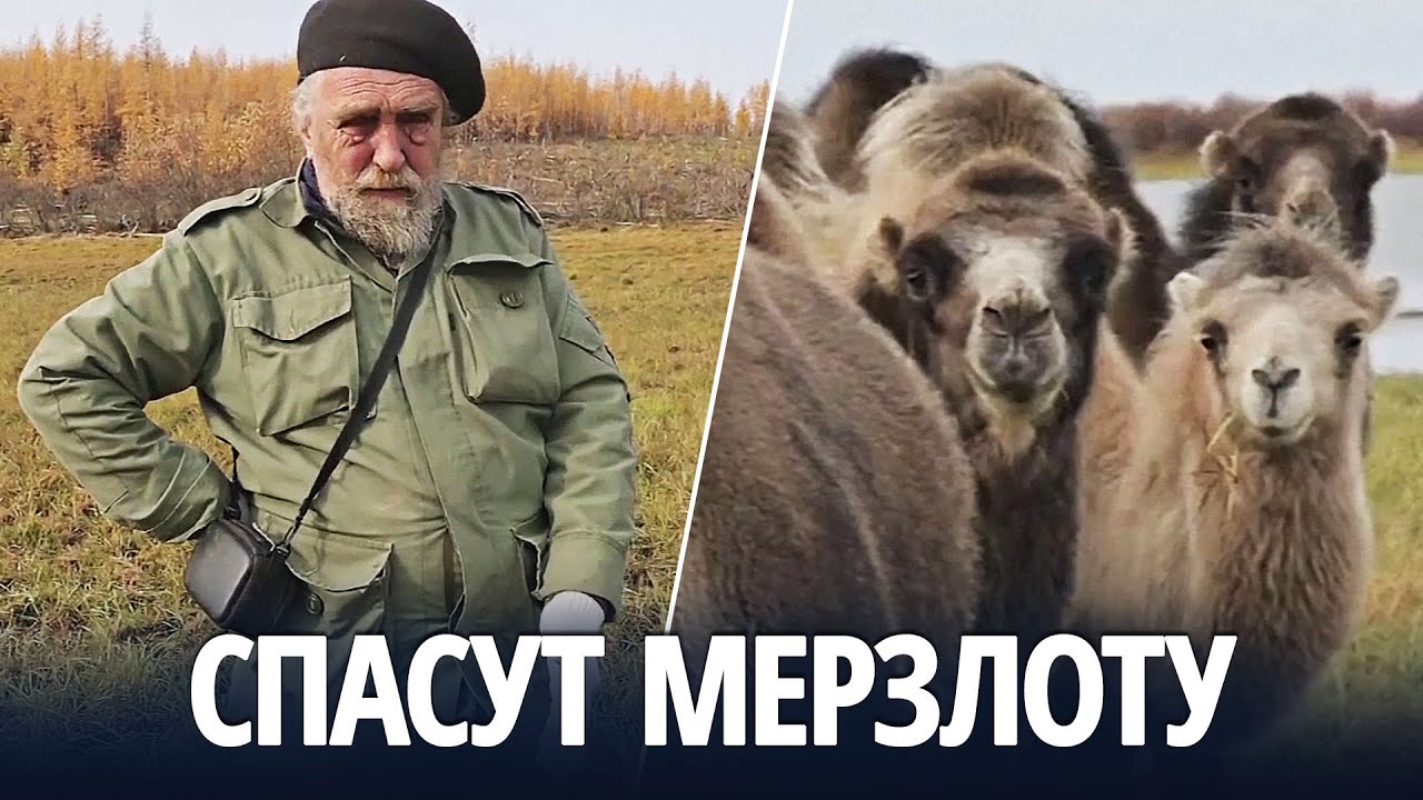 Как лошади и верблюды помогут вечной мерзлоте