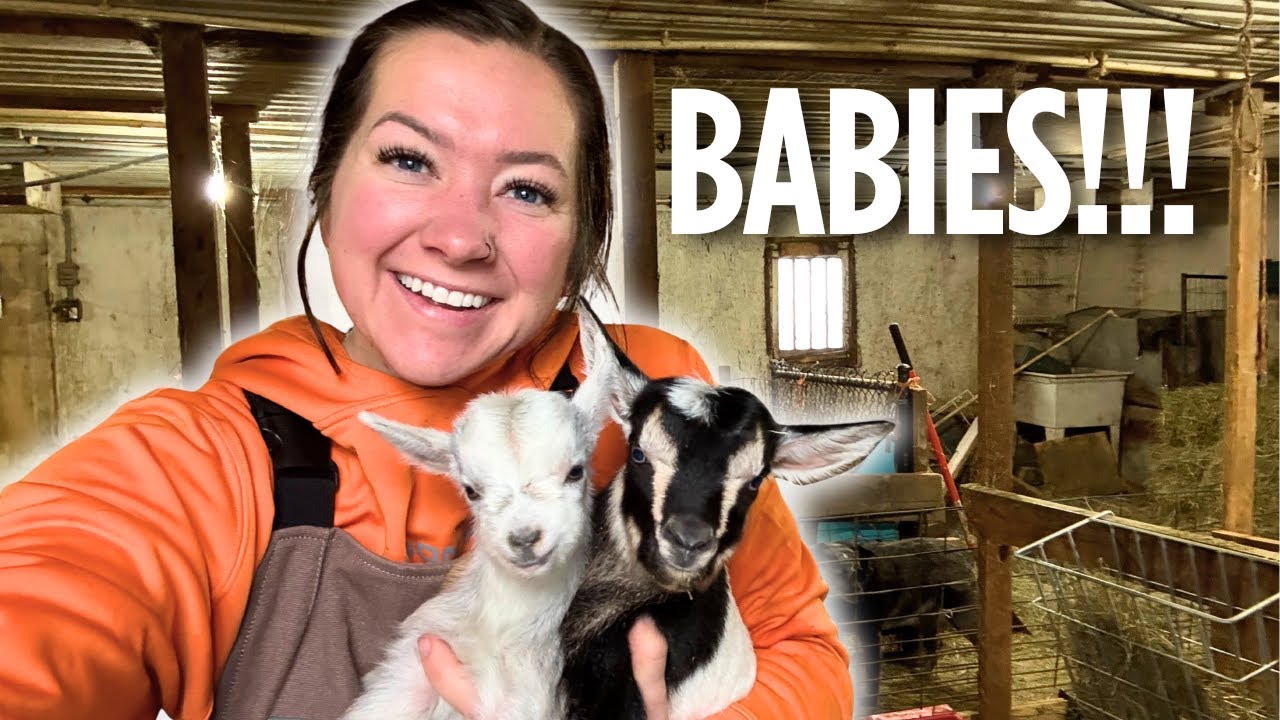 BABIES! Kidding has started for our FAINTING GOATS!