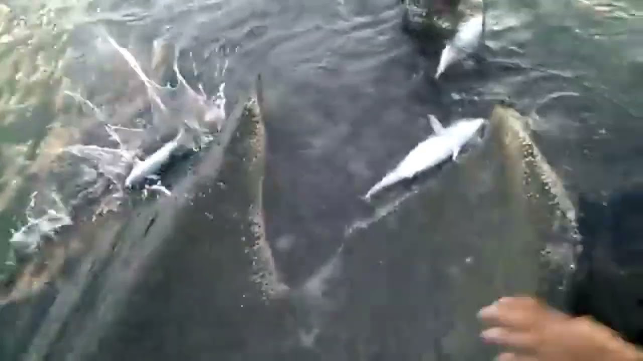 Penangkapan Ikan Tongkol yang luar biasa menggunakan Pukat Pantai