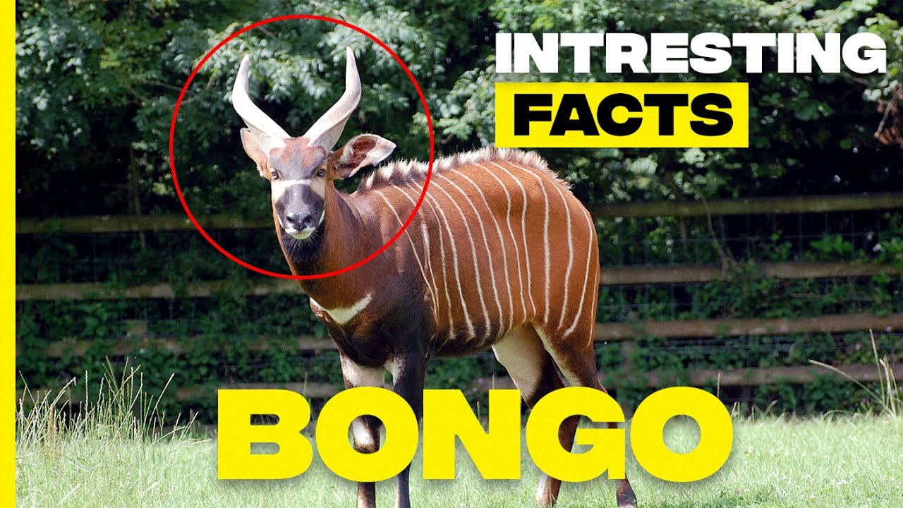 Discovering Bongo: Fascinating Facts About Africa's Largest Antelope | Random Facts