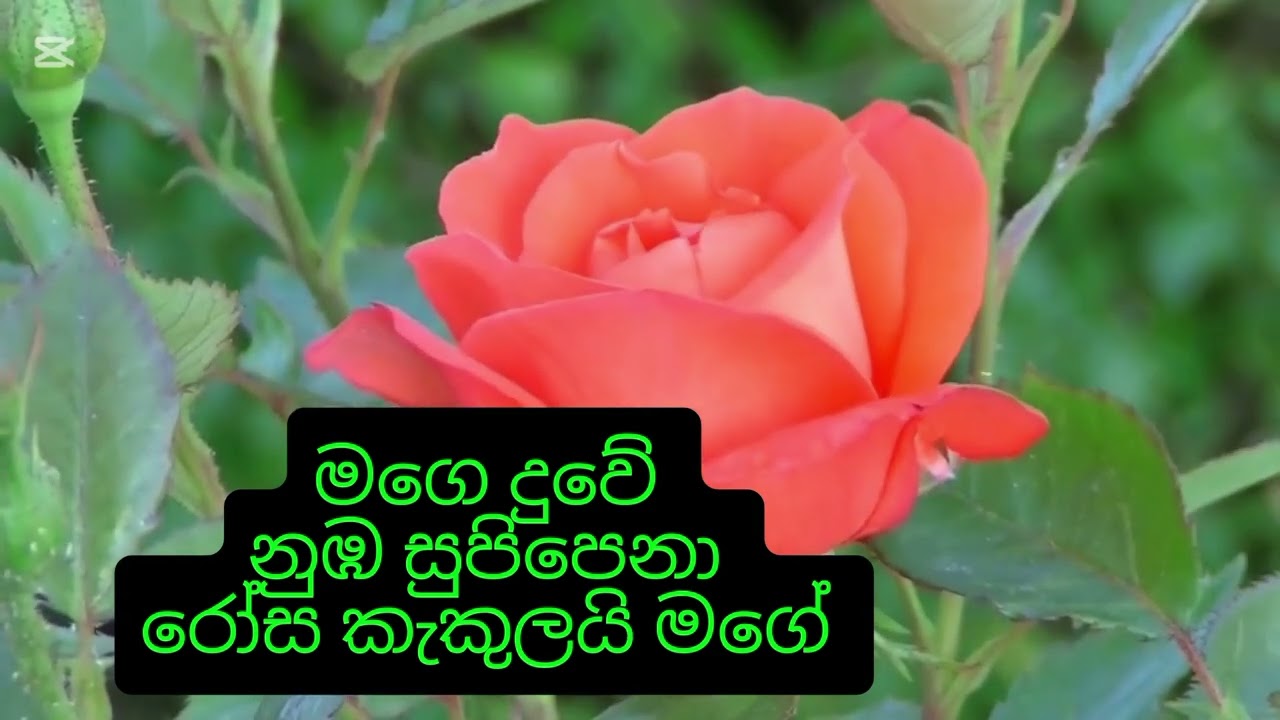 රෝස කැකුලයි මගේ - මානෙල් රණවිර original lyrics