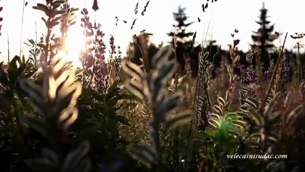 Što je sreća, a što nesreća - vlč. Zlatko Sudac