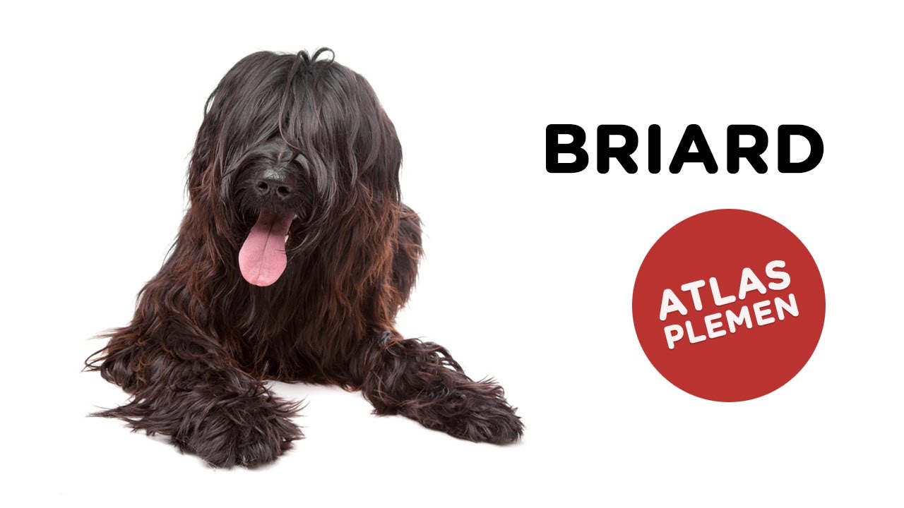 🐶 Briard - Atlas plemen - Tlapka TV
