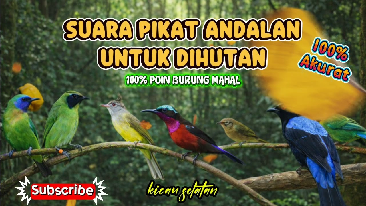 Suara Pikat Ampuh Mikat di Hutan Semua Jenis Burung