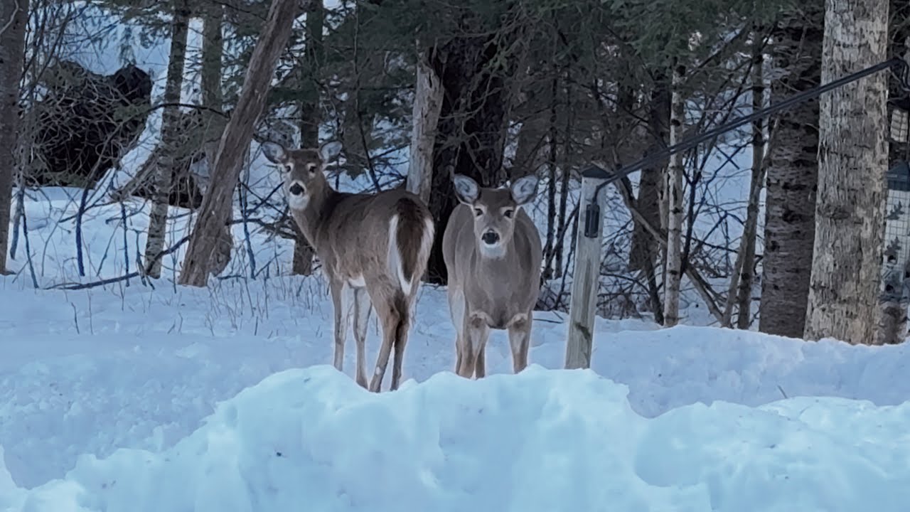 Deer Being Cautious 👀🦌