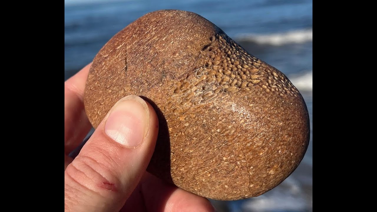 Where to Find Whale Bone Fossils and How They Form