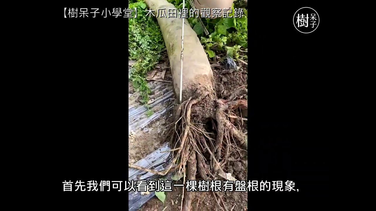 【樹呆子小學堂】木瓜田裡的觀察記錄