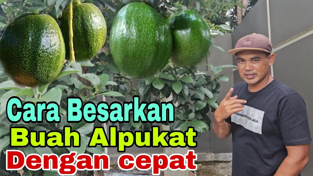 Pupuk Pembesaran Buah Alpukat Markus didepan Rumah