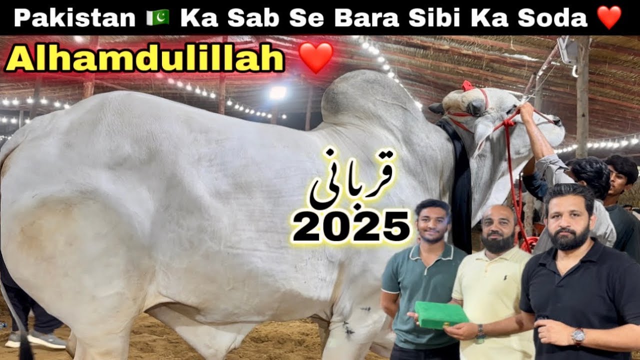 Pakistan Ka Sibi Mela Winner Ka Northen Bypass Mandi Se Soda Hogya ❤️ || Qurbani 2025