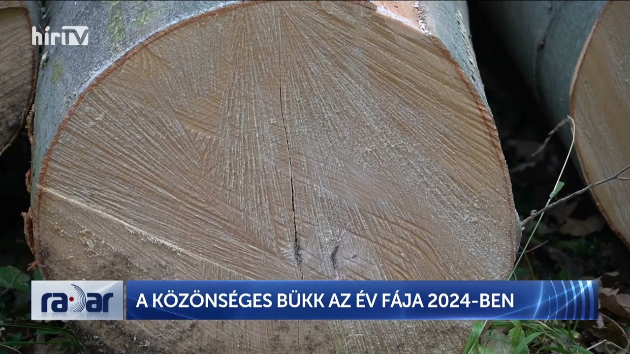 RADAR - A KÖZÖNSÉGES BÜKK AZ ÉV FÁJA 2024-BEN - HÍR TV