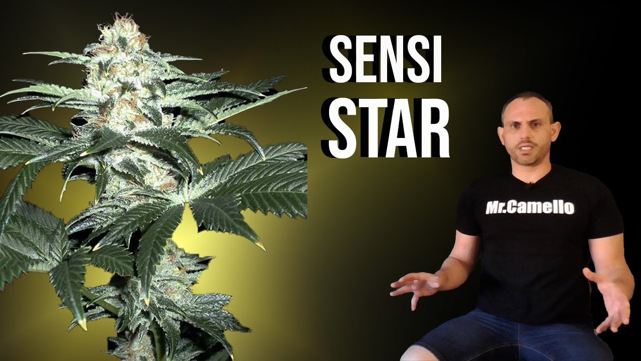 VARIEDAD de MARIHUANA: SENSI STAR
