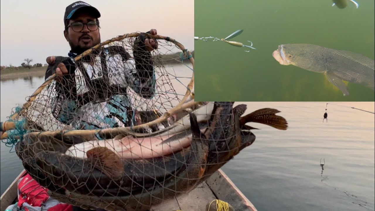 मरल का ऐसा झुंड शायद देखा होगा आप ने😱😱 At least 100 snakeheads together Biggest snakehead ￼catch