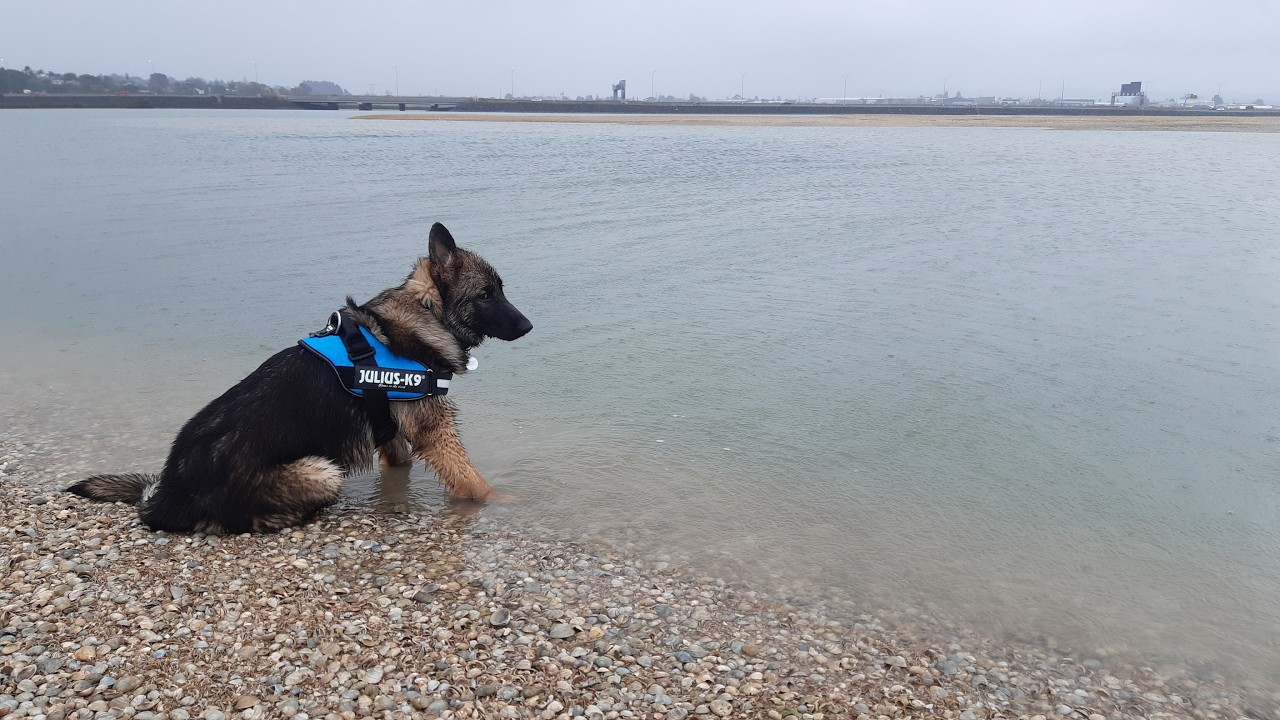 Dogs: Eric Armishaw.