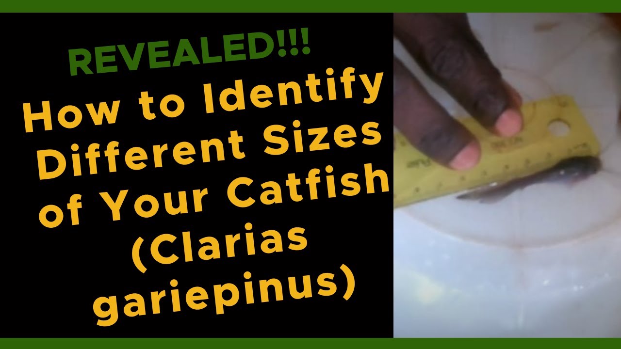 🔥How to Identify Different Sizes of Your Catfish (Clarias gariepinus).🐟🐟🐟