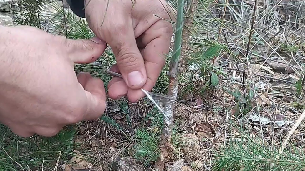 más injertos de púa de pinos enbrujados