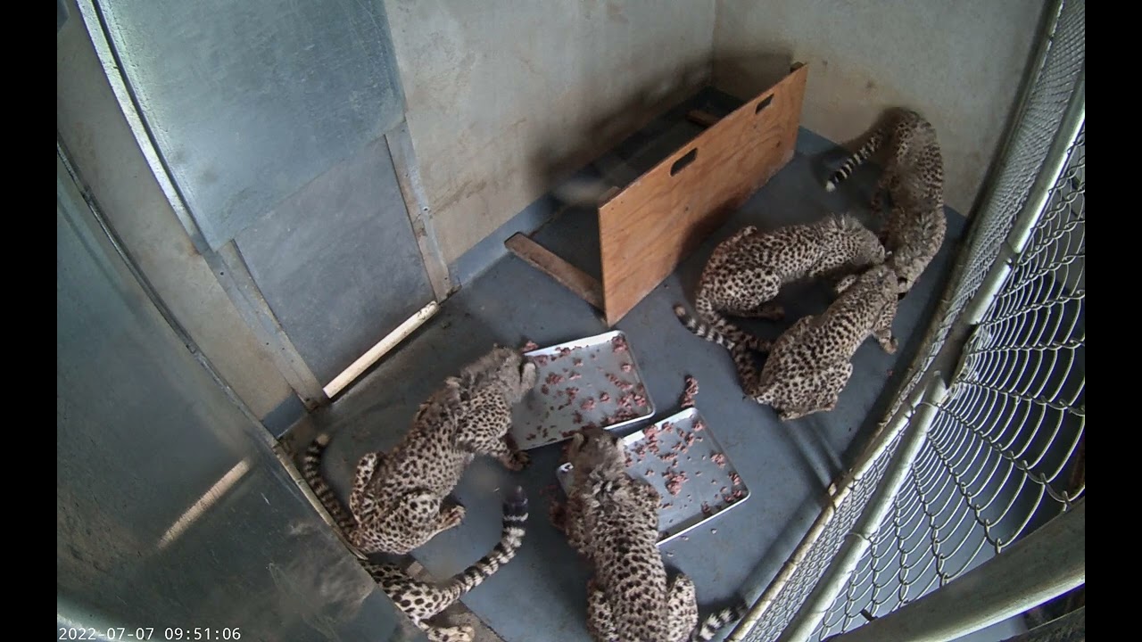 #CheetahCubdate 17: Breakfast with the Cubs