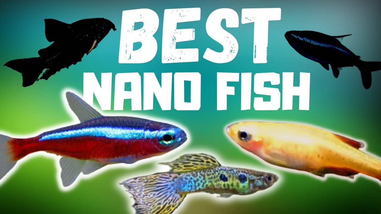 Top 10 Nano Fish for Small to Medium Community Aquariums!